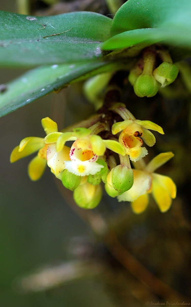 Gastrochilus acaulis (Lindl.) Kuntze